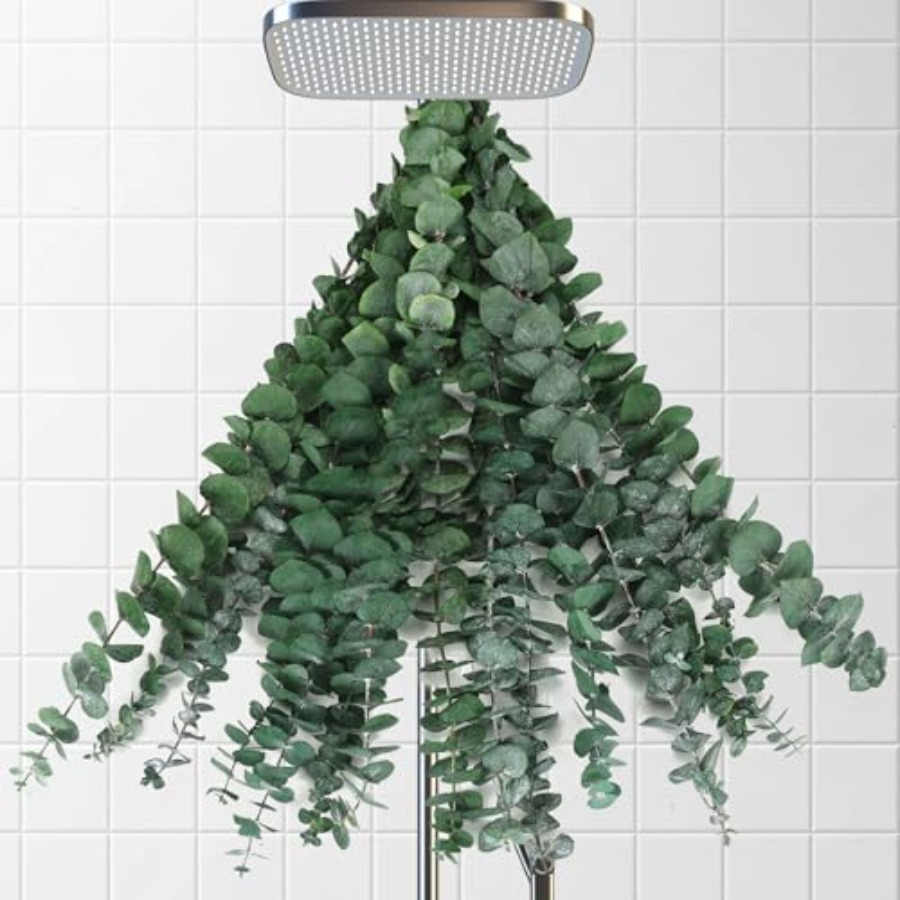 Сушеные стебли эвкалипта для д – обзор и цена Home Fragrance Eucalyptus